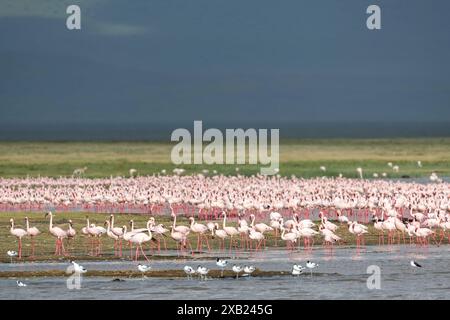 Un groupe de flamants roses se nourrit dans un étang dans le cratère du Ngorongoro Banque D'Images