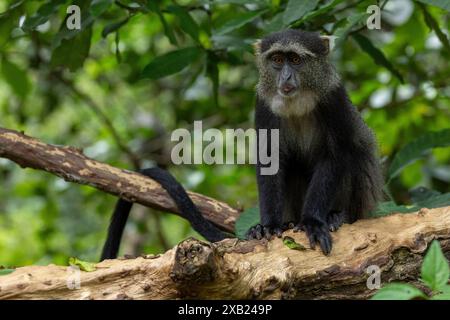 Un singe bleu est assis sur une branche dans une forêt Banque D'Images