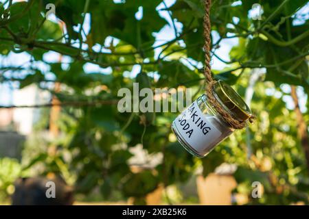 En utilisant du bicarbonate de soude, du bicarbonate de sodium dans le jardin à la maison et le concept de champ agricole. pesticide et fongicide sûrs Banque D'Images