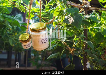 Utilisation de bicarbonate de soude, de bicarbonate de sodium et de sel d'epsom dans le concept de jardin et de champ agricole. pesticide et fongicide sûrs Banque D'Images