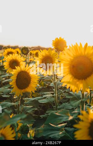 Tournesols et papillons en Caroline du Nord Banque D'Images