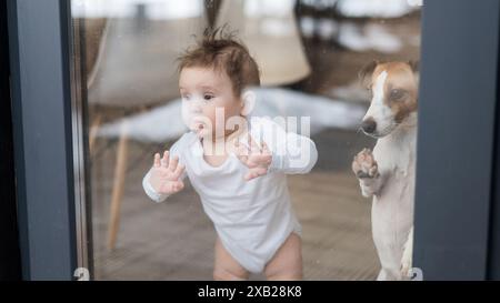 Mignon bébé garçon et Jack Russell terrier chien regardant à travers la fenêtre du patio. Banque D'Images