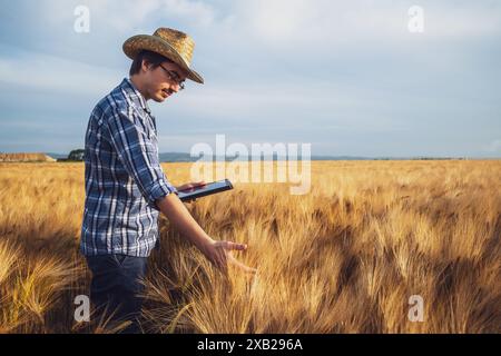 Agriculteur dans son champ de blé. Il examine les récoltes. Banque D'Images