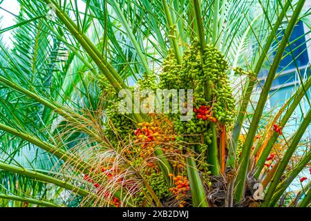 Les fruits des palmiers dattiers mûrissent au sommet de l'arbre. Banque D'Images