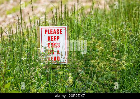 S'il vous plaît garder les chiens sur une signalisation de plomb en lettres rouges sur un poteau en bois parmi les orties et les hautes herbes dans la campagne Banque D'Images