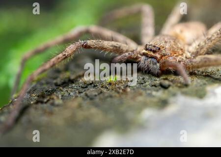 L'araignée chasseuse (Heteropoda venatoria) : le Babouk de la famille des Sparassidae Banque D'Images