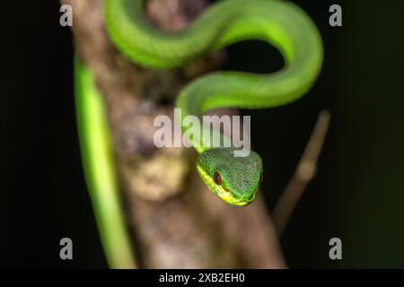 Vipère de la fosse des îles à lèvres blanches (Trimeresurus insularis) : juvénile nocturne Banque D'Images