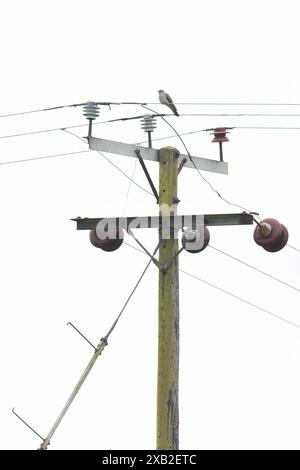 Coucou commun (Cuculus canorus) perché sur des fils électriques Norfolk mai 2024 Banque D'Images