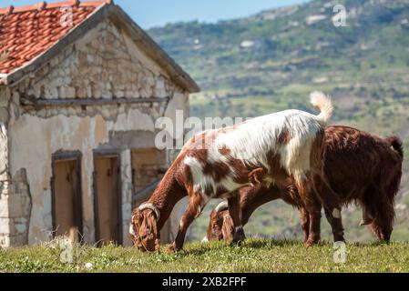 Deux chèvres paissent paisiblement près d'une maison en pierre rustique avec un paysage de colline pittoresque en arrière-plan. Village de Maronas, Chypre Banque D'Images