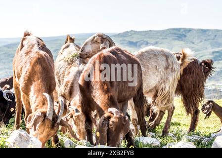 Troupeau de chèvres domestiques pâtissant sur le pâturage verdoyant de montagne dans un paysage ensoleillé et rural à flanc de colline. Village de Maronas, Chypre Banque D'Images