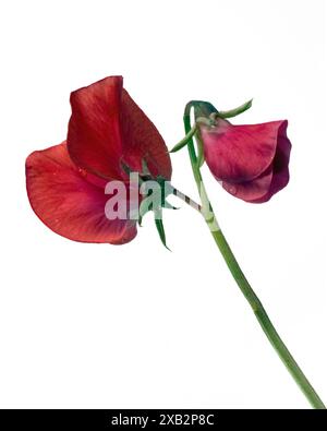 Gros plan de fleur de pois Lathyrus Odoratus 'Red Ensign' isolé sur fond blanc Banque D'Images