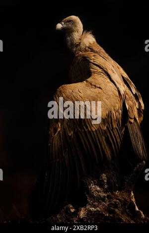 Une image puissante d'un grand vautour griffon aux plumes brunes assis au sommet d'une souche d'arbre âgée, sur un fond sombre et sombre qui le met en valeur Banque D'Images