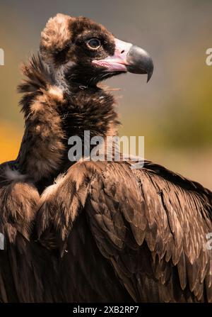 Cette image captivante présente un gros plan d'un vautour noir, mettant en valeur son plumage détaillé et son comportement puissant contre une grotte légèrement floue Banque D'Images