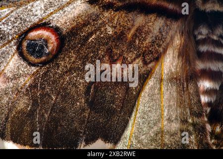 Photo macro capturant le motif complexe des points oculaires sur l'aile d'un papillon de nuit du paon, le plus grand papillon d'Europe. Banque D'Images