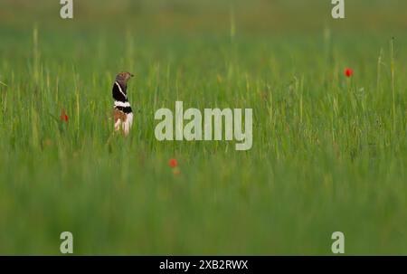 Une petite outarde, Tetrax Tetrax, avec un plumage noir et blanc distinct se tient alerte dans une steppe verte luxuriante, parsemée de coquelicots rouges Banque D'Images