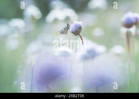 Un papillon blanc verdâtre serein repose doucement sur une fleur sauvage violette au milieu d'une prairie douce, évoquant une atmosphère tranquille et rêveuse. Banque D'Images