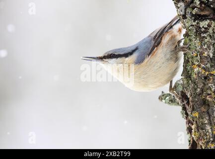 Vue rapprochée d'une écaille eurasienne, sitta europaea, accrochée la tête en bas à l'écorce couverte de mousse d'un arbre dans un cadre enneigé Banque D'Images