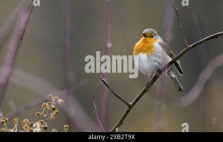 Une image éclatante capturant un Robin européen assis sur une brindille, ses plumes scintillant avec les précipitations sur un fond naturel flou Banque D'Images