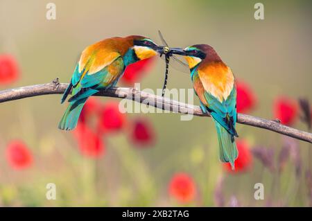 Les vibrants mangeurs d'abeilles européens, Merops apiaster, échangent une libellule capturée, perchée ensemble sur une branche sur un fond flou de fleurs rouges Banque D'Images