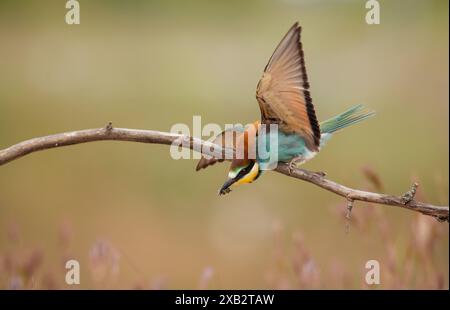 Un mangeur d'abeilles européen dynamique, Merops apiaster, perché à mi-action sur une branche avec des ailes expressivement déployées lorsqu'elle attrape une abeille, serrée contre un n mou Banque D'Images