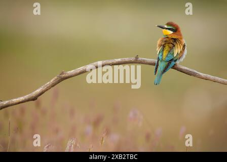 Un mangeur d'abeilles européen dynamique, Merops apiaster, est assis sur une brindille mince sur un fond doux et vert, affichant son éventail de plumes multicolores Banque D'Images