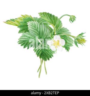 Arbuste à fraises avec des feuilles vertes, des fleurs blanches. Illustration d'aquarelle dessinée à la main. Art alimentaire, peinture réaliste botanique fraîche. Floral d'été Banque D'Images