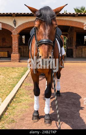 Un cheval brun entièrement sellé se tient prêt pour une balade dans un cadre rustique stable, avec une architecture traditionnelle et un chemin pavé le cheval Banque D'Images