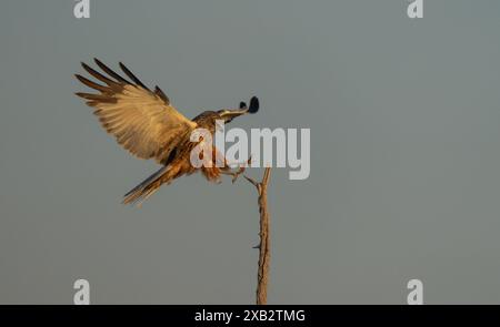 Un majestueux Circus aeruginosus, le marais occidental harrier, avec des ailes déployées se prépare à atterrir sur une branche solitaire contre un ciel bleu doux, capturé en t Banque D'Images