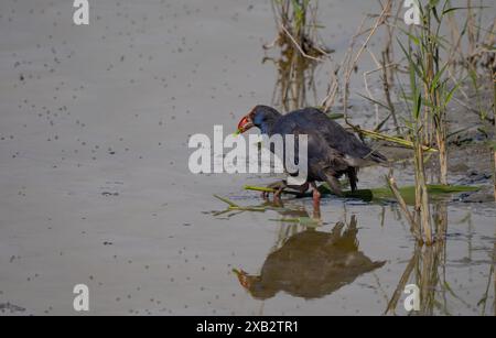 Un swamphen pourpre patente dans une zone humide peu profonde, buvant parmi les roseaux avec son bec rouge frappant et son plumage vibrant se reflétant doucement dans le calme W. Banque D'Images