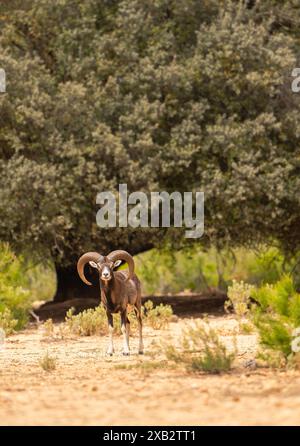 Un mouflon européen se tient en toute confiance au milieu d'une brousse, mettant en valeur ses impressionnantes cornes courbes et son regard vigilant. Banque D'Images