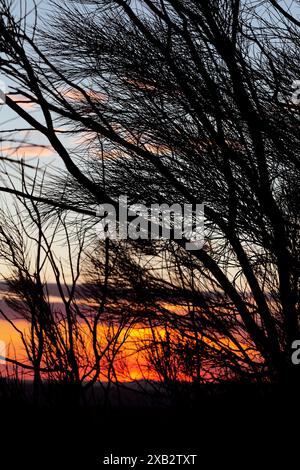 Une scène fascinante capture la silhouette de branches d'arbres enchevêtrées sur un coucher de soleil magnifique avec des teintes orange et rose vives en arrière-plan, Banque D'Images