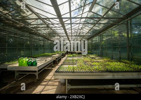 Une vaste serre baignée de lumière du soleil présentant des rangées de jeunes plants sur des plateaux, accompagnés d'arrosoirs verts sur une table, prêts pour nu Banque D'Images