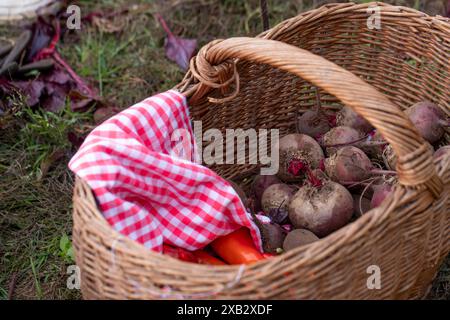 Une vue rapprochée d'un panier en osier rempli de betteraves fraîchement récoltées et de quelques carottes, recouvert d'un tissu à carreaux rouge et blanc, symbolizin Banque D'Images