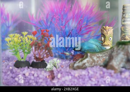 Un aquarium serein avec un poisson coloré explorant un paysage sous-marin vivant avec du gravier violet et des plantes artificielles. Banque D'Images