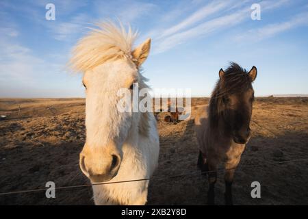 Capturés à l'heure dorée, deux chevaux islandais, l'un blanc et l'autre brun, se dressent sur le paysage aride et balayé par le vent de la péninsule islandaise de Snaefellsnes, Banque D'Images