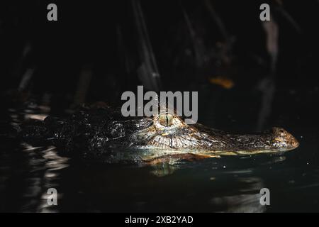 Captivant gros plan de la tête d'un crocodile émergeant des eaux sombres du Costa Rica, mettant en valeur sa peau texturée et son œil vigilant Banque D'Images