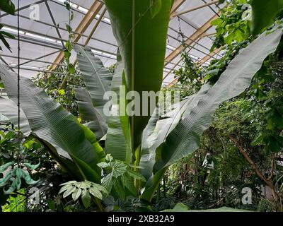 Différentes plantes avec des feuilles vertes poussant dans le jardin botanique Banque D'Images