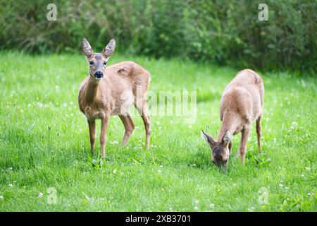 Deux chevreuils femelles qui paissent sur la prairie. Scène sauvage de la nature printanière (Capreolus capreolus) Banque D'Images
