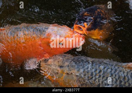 Poissons koï en étang, carpe commune ornementale (Cyprinus carpio) au corps coloré, animal de la famille des Cyprinidae. Banque D'Images