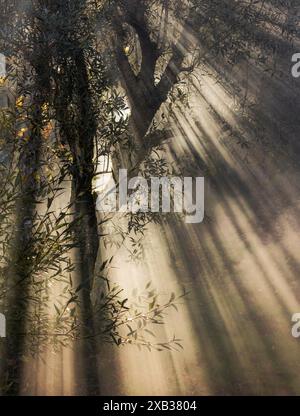 Fumée de feu de joie d'automne dans la lumière du soleil Banque D'Images