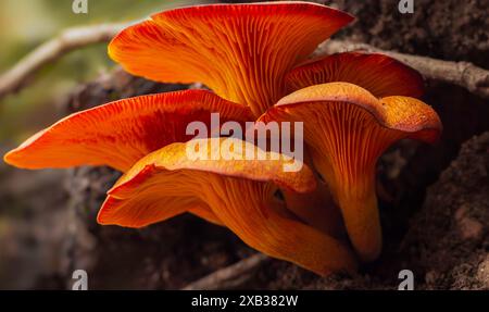 Un groupe de champignons orange Jack O'Lantern poussant à partir de bois pourri Banque D'Images