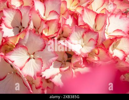Blanc avec des bords dentelés roses belle hortensia ou fleurs hortensia en gros plan. Cultivar de plante Hydrangea macrophylla. Image florale esthétique avec blu Banque D'Images