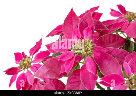 Fleurs de Noël poinsettia isolées dans le coin de fond blanc. Flor de Pascua. Euphorbia pulcherrima plante avec des bractées de couleur rose. Banque D'Images