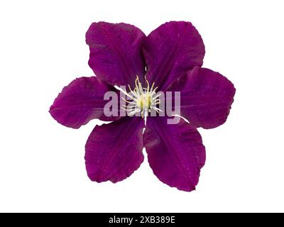 Velouté marron violet clématite fleur flatlay isolé sur blanc. Clematis jackmanii fleurissent avec six pétales sombres. Banque D'Images