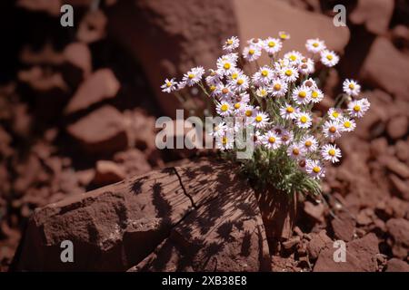 Amas de marguerites vibrantes qui poussent parmi les rochers rouges brouillés Banque D'Images