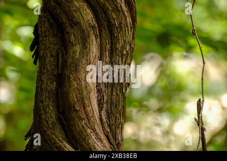 Écorce d'arbre courbée et fluide avec araignée de papa à jambes longues sur la vigne suspendue à proximité Banque D'Images
