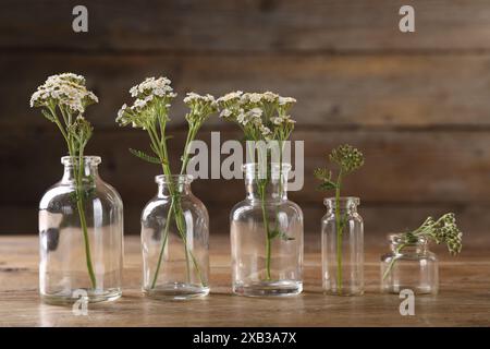 Fleurs Yarrow dans des bouteilles en verre sur une table en bois Banque D'Images