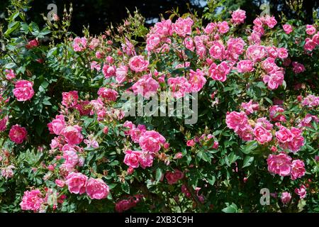 William Baffin Rose Banque D'Images