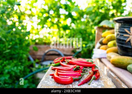 Piments rouges sur la table en bois dans le jardin Banque D'Images