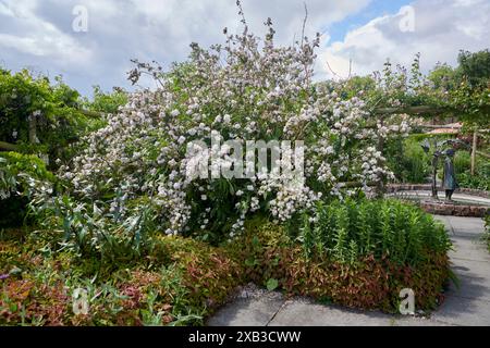 Fuzzy-Pride-Rochester (Deutzia scabra ) arbuste fleuri dans un jardin luxuriant avec un sentier pédestre et pergola en arrière-plan sous un ciel nuageux Banque D'Images